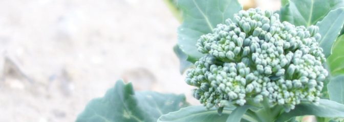 BANJYOで採れた旬の野菜 特集