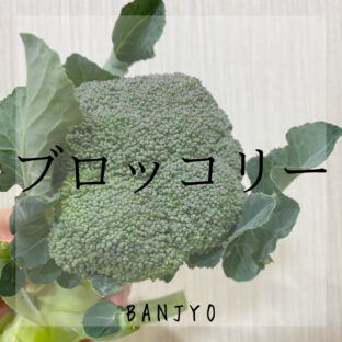 ブロッコリー