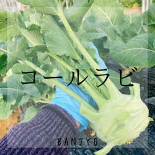 丸ごと美味しい!コールラビの食べ方