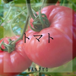 料理の幅が広がる?!トマトの保存方法