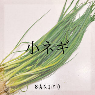 小ネギの保存（下ごしらえ）方法