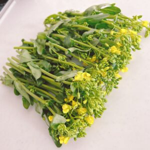 アスパラ菜の下ごしらえ