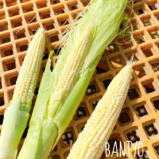 【数量限定】幻のヤングコーン！