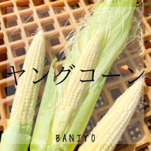 ヤングコーンの栄養価と驚くべき効能