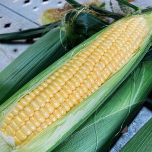 糖度18度以上☆わくわくコーン