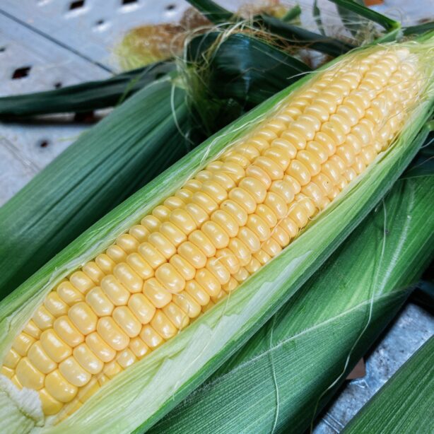 糖度18度以上☆わくわくコーン
